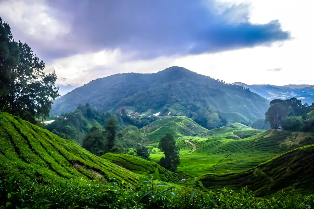 Vast, vibrant green tea plantations covering rolling hills in Cameron Highlands under a dramatic sky with misty mountains in the distance