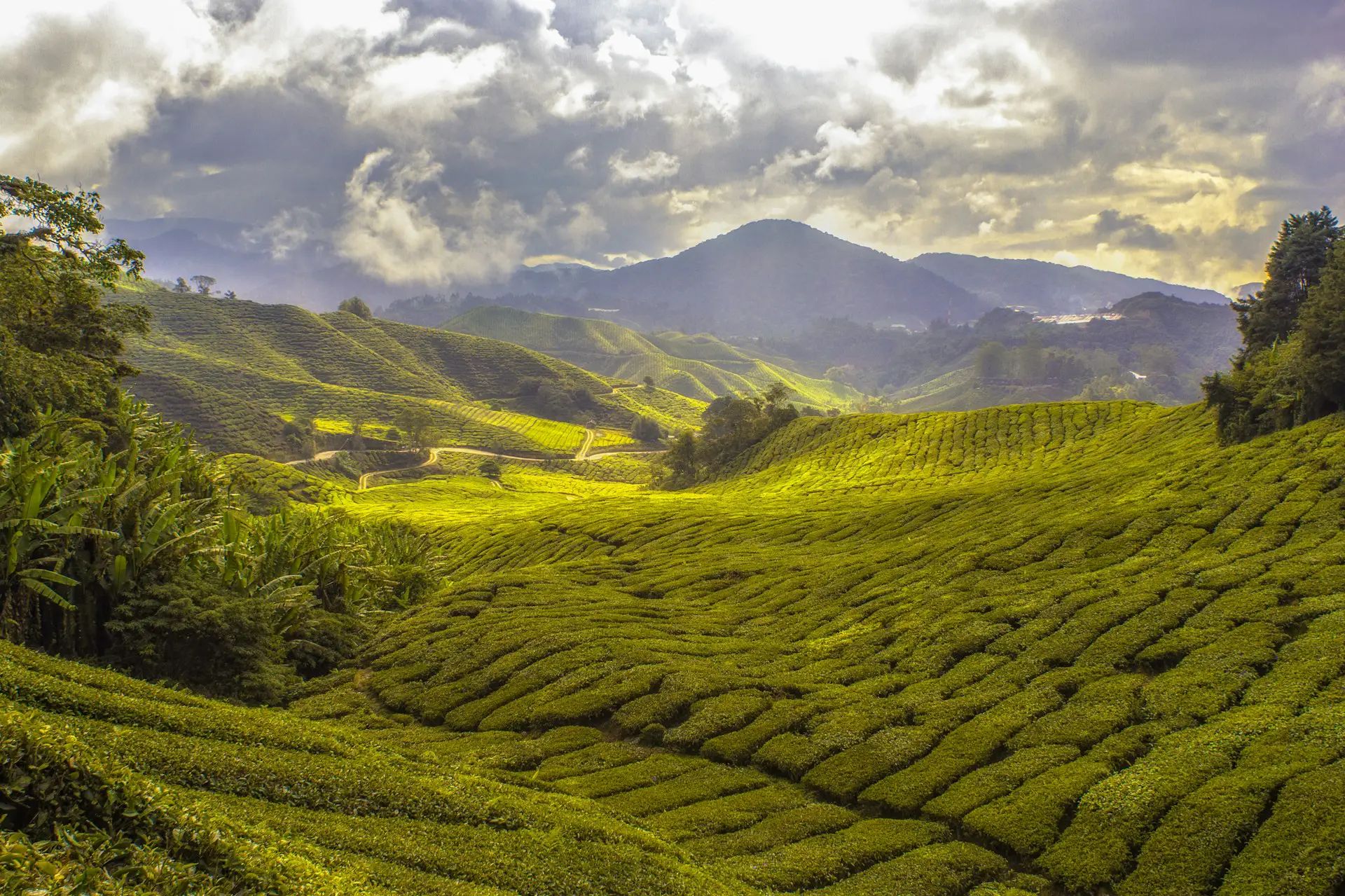 Panoramic view of vibrant green tea plantations covering rolling hills in Cameron Highlands, Malaysia, under a dramatic sky