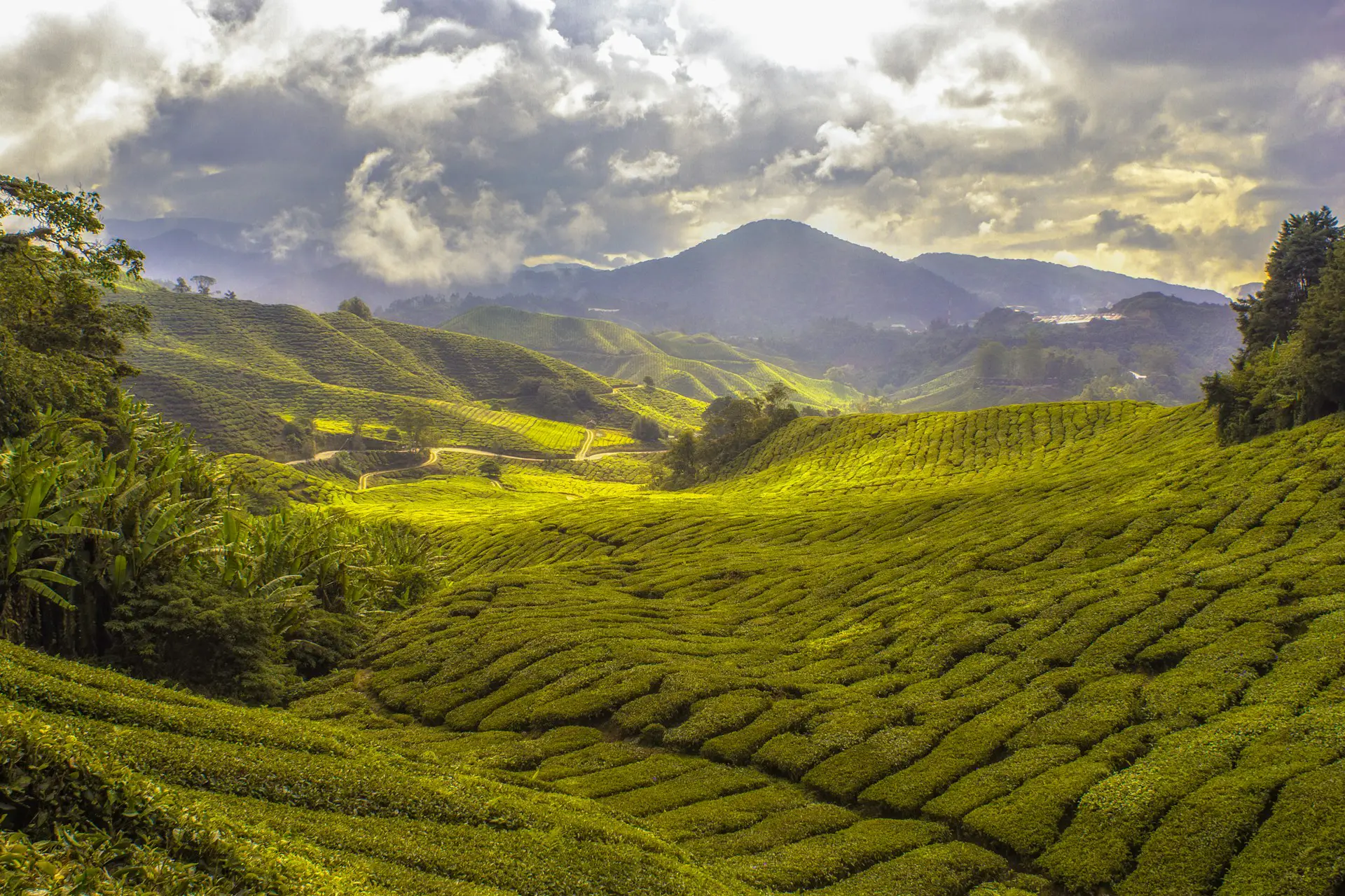 Panoramic view of vibrant green tea plantations covering rolling hills in Cameron Highlands, Malaysia, under a dramatic sky