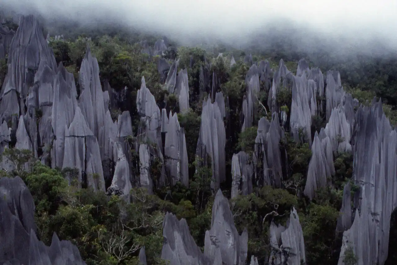 Misty view of sharp limestone karst pinnacles rising above dense jungle vegetation in Gunung Mulu National Park, Borneo