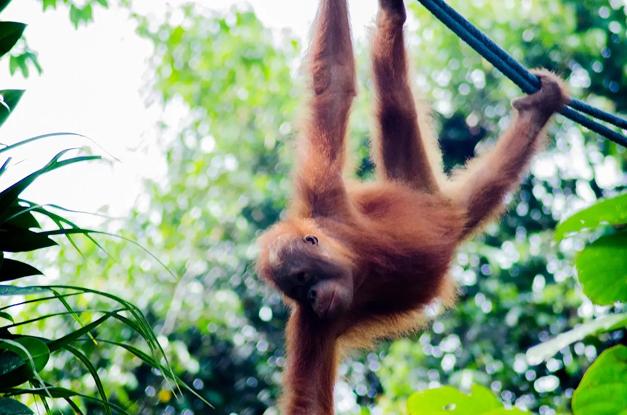 Playful orangutan with reddish fur hanging from a rope, looking down, in the green forest of Semenggoh Wildlife Centre, Sarawak