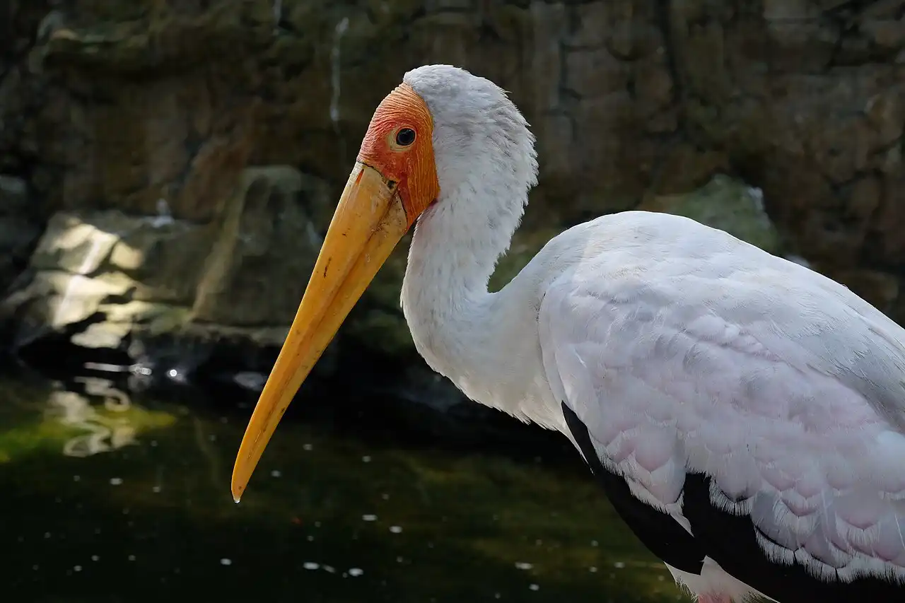 Close-up of a majestic yellow-billed stork with white feathers and orange-red face, seen at KL Bird Park